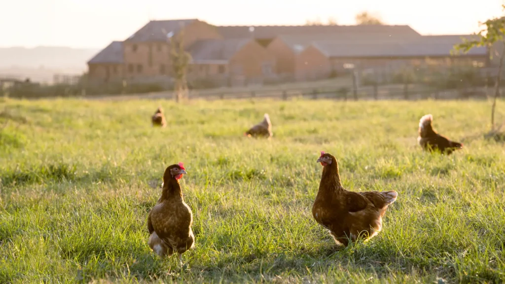 Deux poules dans une prairie de campagne