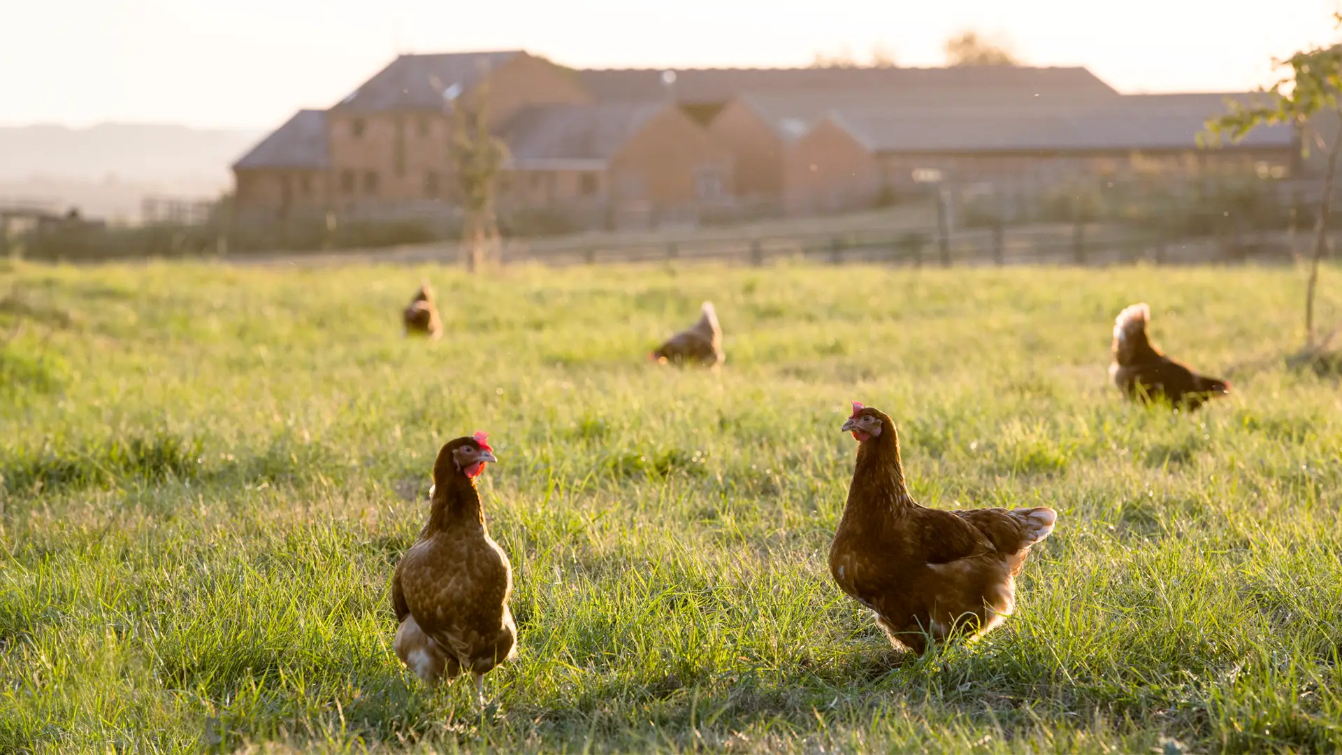 Deux poules dans une prairie de campagne