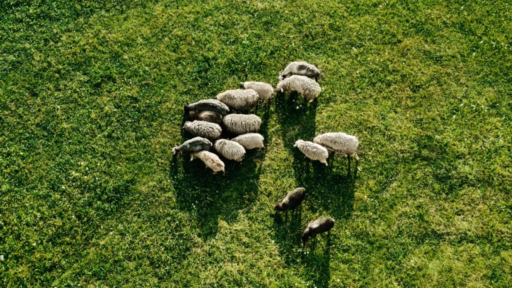Agneaux de lait des Pyrénées regroupés dans une prairie verte